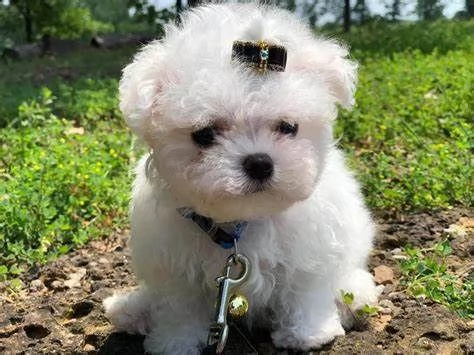 cucciolo maltese toy