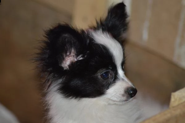 adorabili cuccioli di papillon femminucce e maschietti disponibili per l'adozione gratuita i cucciol