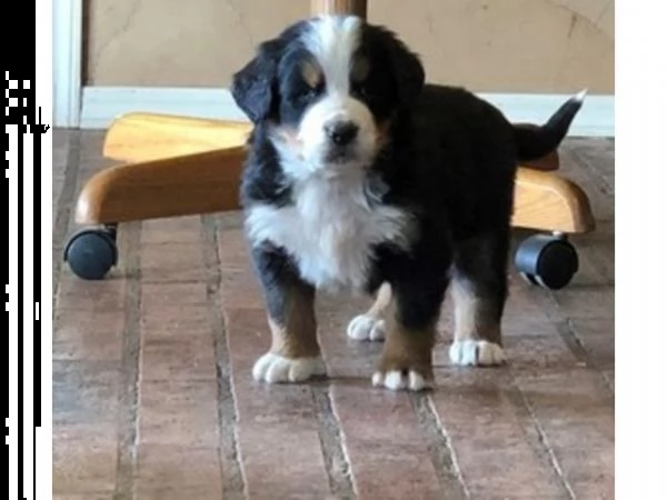 vendita splendidi cuccioli di bovaro del bernese