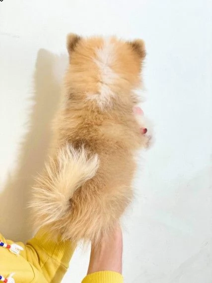 cuccioli di spitz pomerania reali | Foto 1