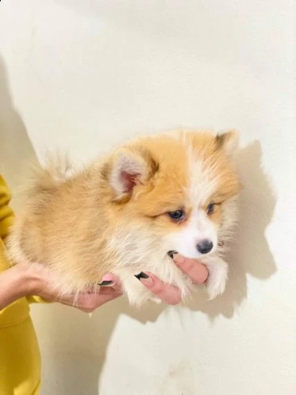 cuccioli di spitz pomerania reali | Foto 0