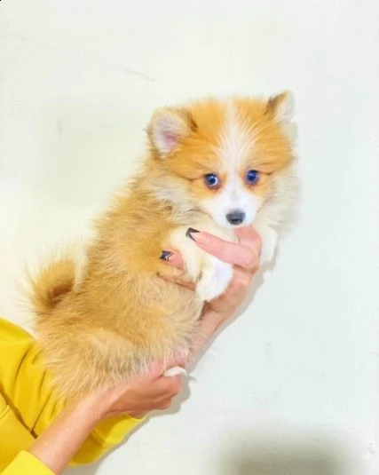 cuccioli di spitz pomerania reali