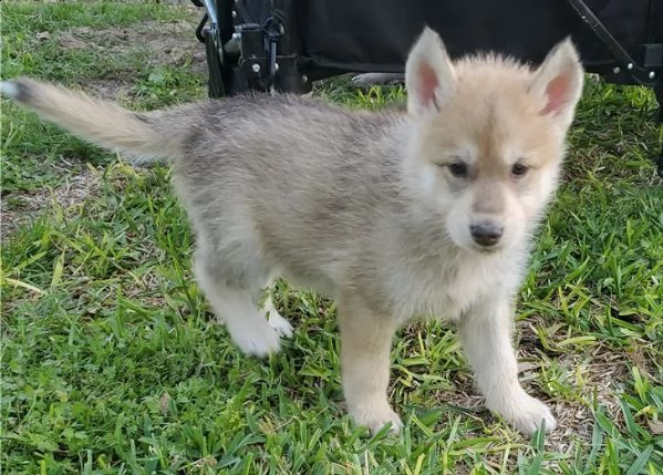 maschio e femmina di cane lupo cecoslovacco