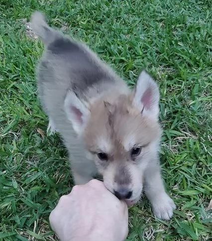 maschio e femmina di cane lupo cecoslovacco | Foto 0