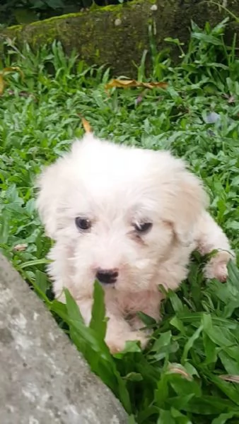 cuccioli bichon frise molto giocherelloni disponibili ora