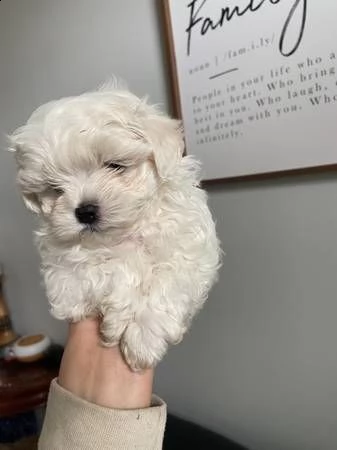 cuccioli bichon molto giocherelloni disponibili ora