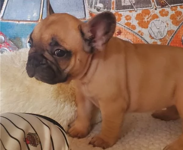 cuccioli di bulldog francese per l'adozione