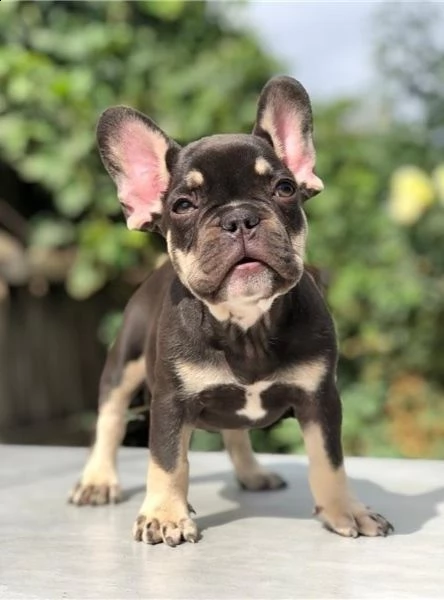  cuccioli di bulldog francese per l'adozione