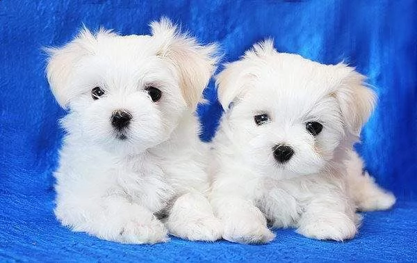 bellissimi cuccioli di maltese