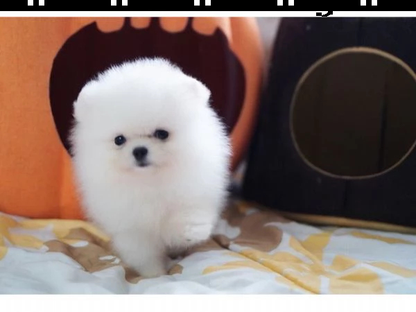 vendita cucciolo ) spity volpino di pomerania bianco e marroncino 