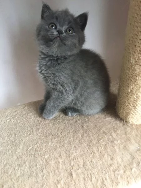 disponibili bellissimi gattini di british shorthair