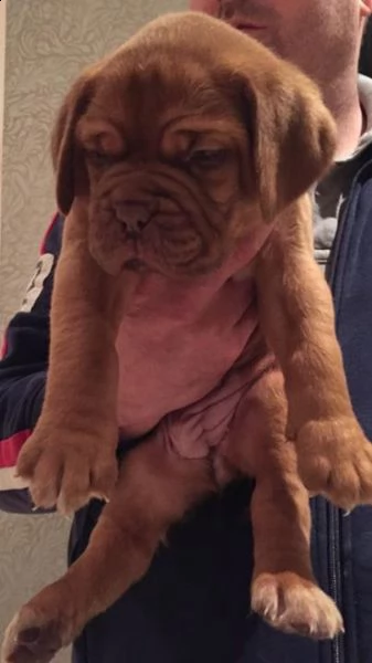  regalo cuccioli dogue de bordeaux