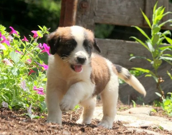  regalo adorabili cuccioli  san bernardo  femminucce e maschietti