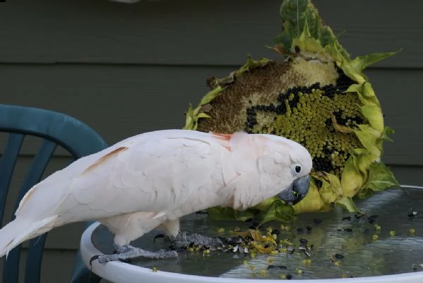 pappagallo cacatua disponibile | Foto 0