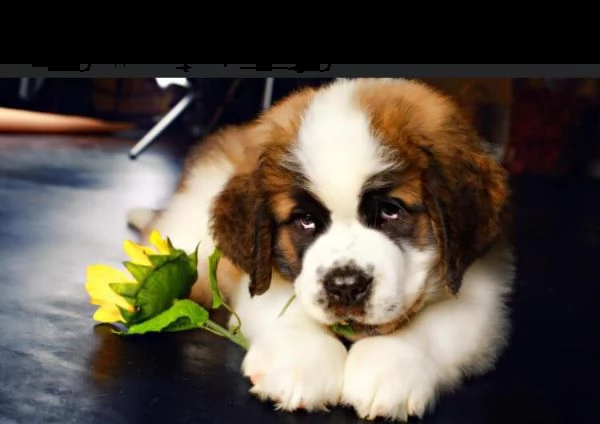  regalo adorabili cuccioli san bernardo femminucce e maschietti