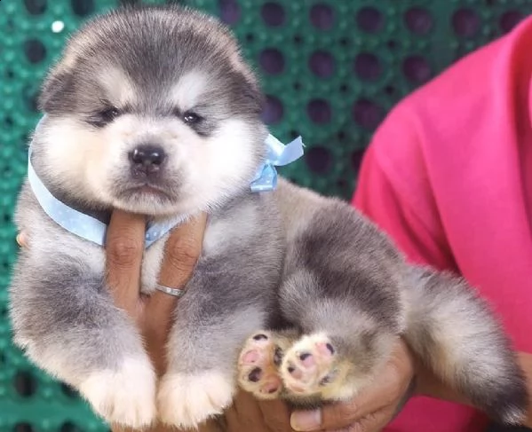 adorabili e educati cuccioli di alaskan malamute disponibili a prezzi negoziabili