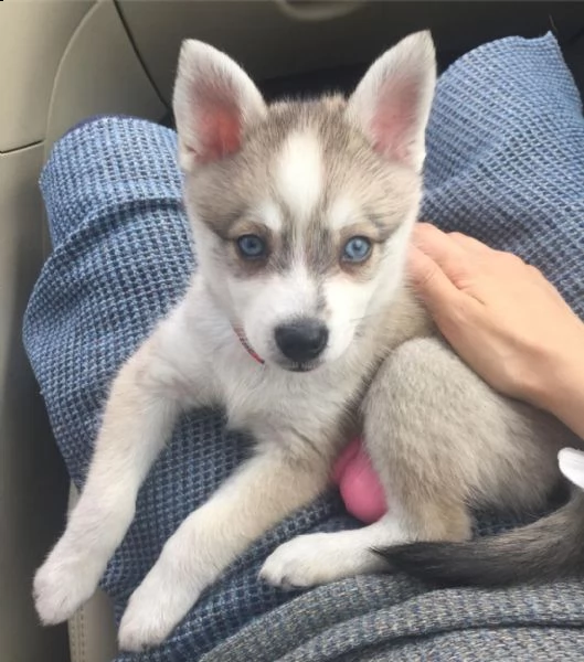 4 adorabili cuccioli alaskan klee kai disponibili per la vendita