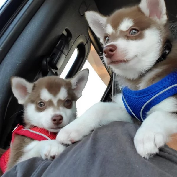 4 adorabili cuccioli alaskan klee kai disponibili per la vendita