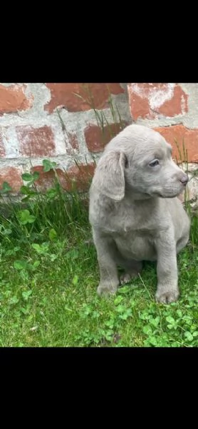 labrador retriever silver