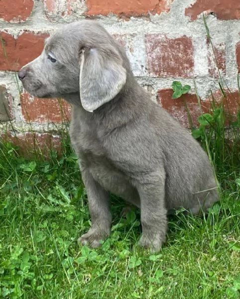 labrador retriever silver | Foto 1