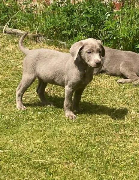 labrador retriever silver | Foto 0