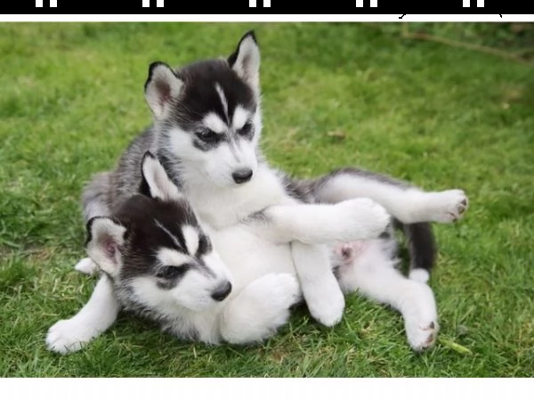 vendita cucciolata di siberian husky occhi azzurri