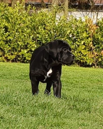 cucciolo di cane corso maschio e femmina nero | Foto 2