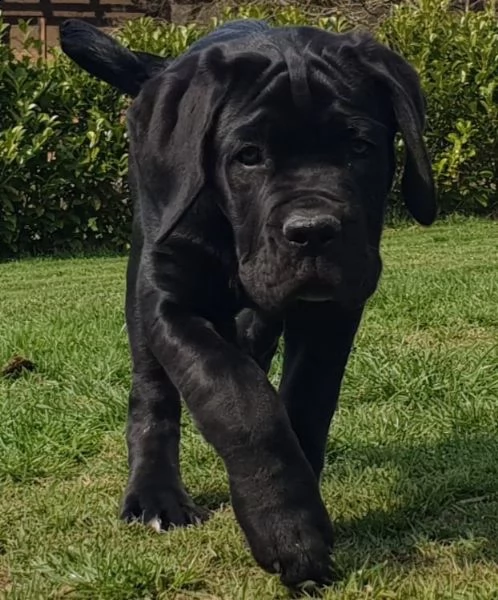 cucciolo di cane corso maschio e femmina nero | Foto 1