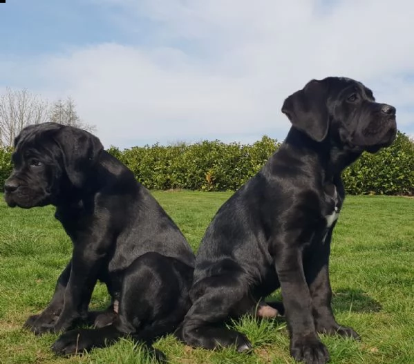 cucciolo di cane corso maschio e femmina nero | Foto 0