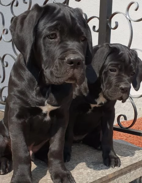 cucciolo di cane corso maschio e femmina nero