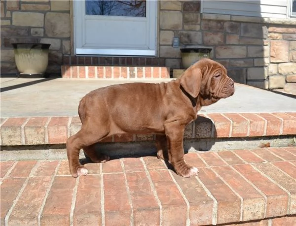 cuccioli di mastino napoletano  | Foto 0