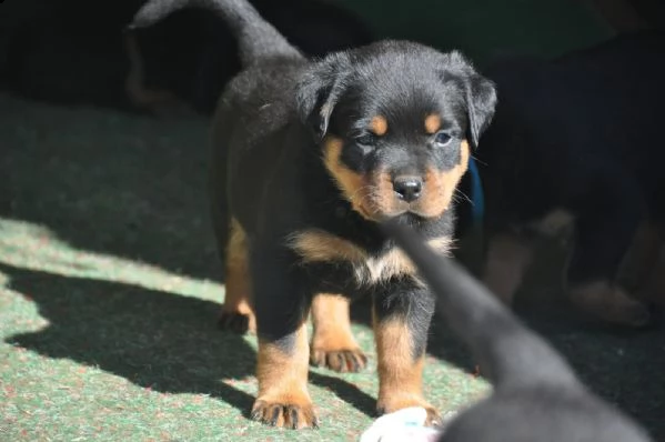 cuccioli rottweiler con pedigree | Foto 0