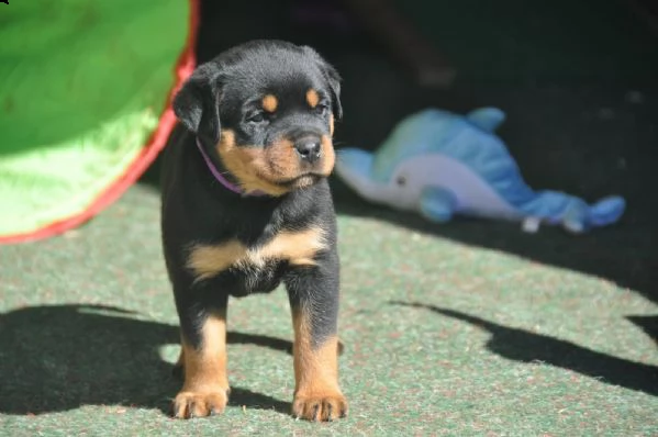 cuccioli rottweiler con pedigree