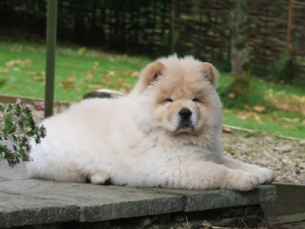 bellissimo cuccioli di chow chow con pedigree 