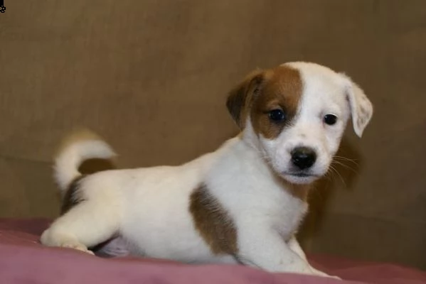 bellissimi cuccioli di jack russell terrier con pedigree, tricolori, bianco-arancio o completamente 