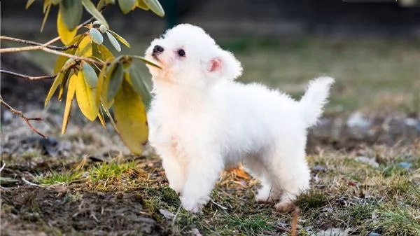 regalo bichon cuccioli meravigliosi ! 