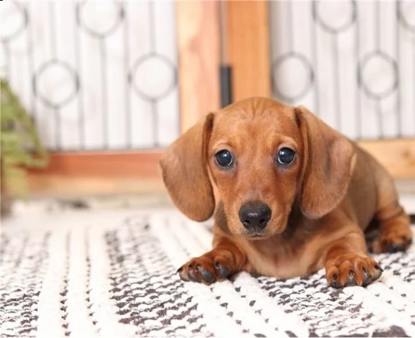  regalo adorabili cuccioli  bassotto femminucce e maschietti disponibili