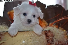 4 cuccioli di maltese toy 