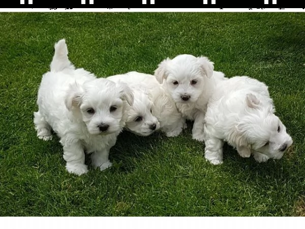 vendita cuccioli di maltese mini toy 