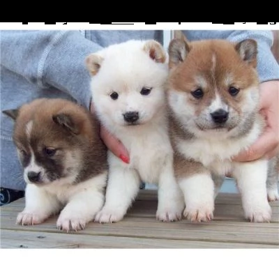 email : ameliajefferson80[at]gmail[.com] adorabili cuccioli di akita-inu femminucce e maschietti disponib