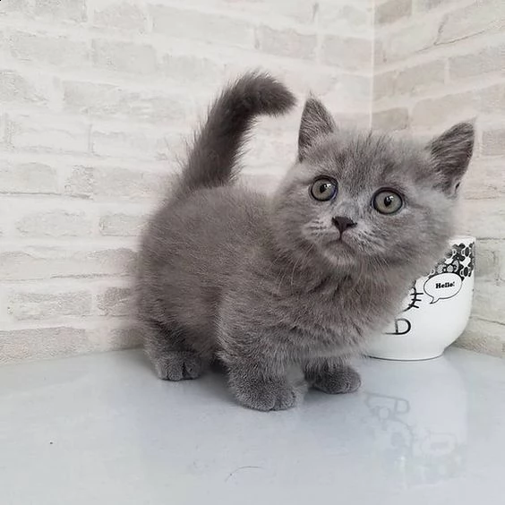 cuccioli (gattini) munchkin