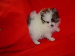 cuccioli di pomerania