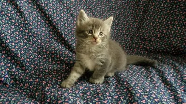 adorabili gattini maine coon in adozione