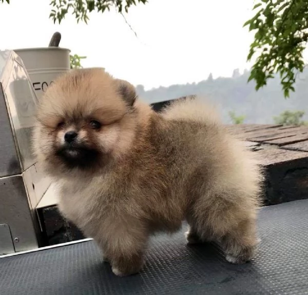 regalo cuccioli di volpino di pomerania.