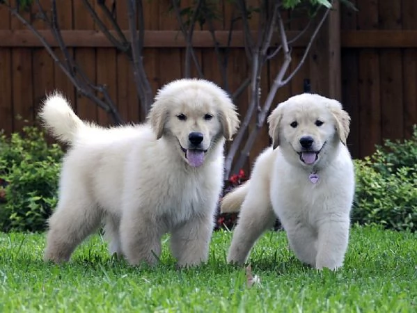 affascinanti cuccioli di golden retriever in vendita