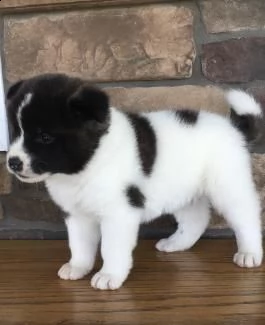 cuccioli di akita sani in vendita