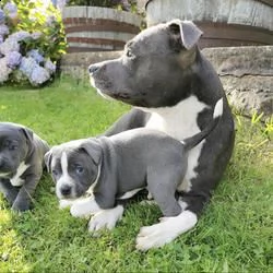 staffordshire bull terrier maschi e femmine