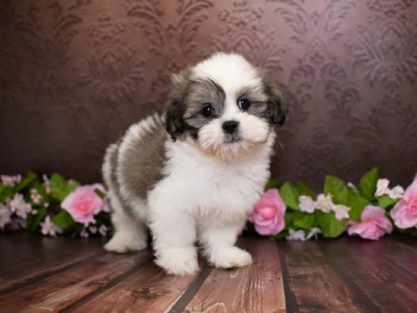 bellissimi cuccioli di razza lhasa apso in vendita