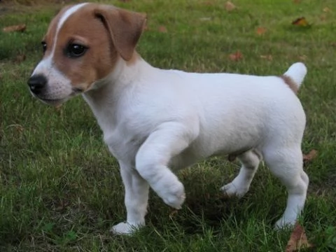 bellissimi cuccioli di jack russell terrier con pedigree, tricolori, bianco-arancio o completamente 