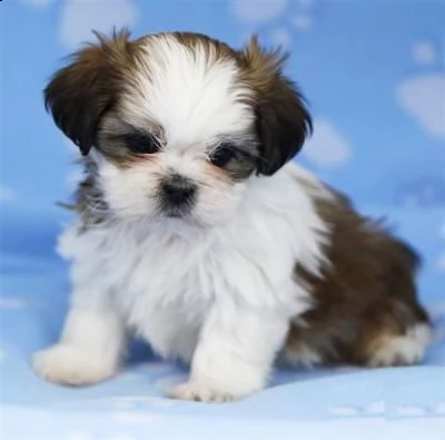 email : ameliajefferson80[at]gmail[.com] in adozione cucciolata di shih tzu prestigiosa e favolosi cuccio